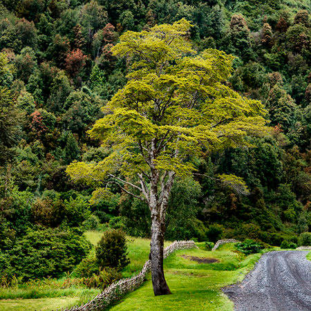 Coigüe de Magallanes · Nothofagus betuloides