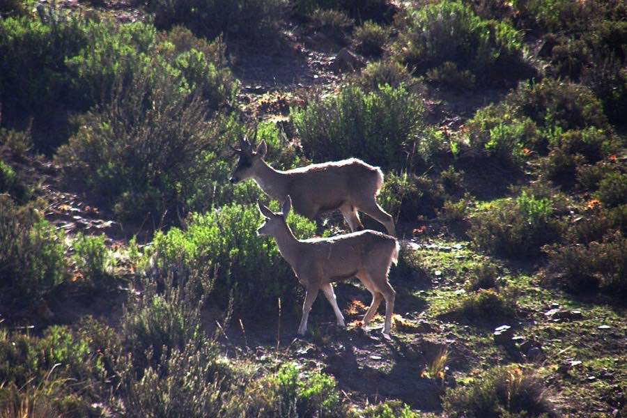 Huemul · Hippocamelus bisulcus