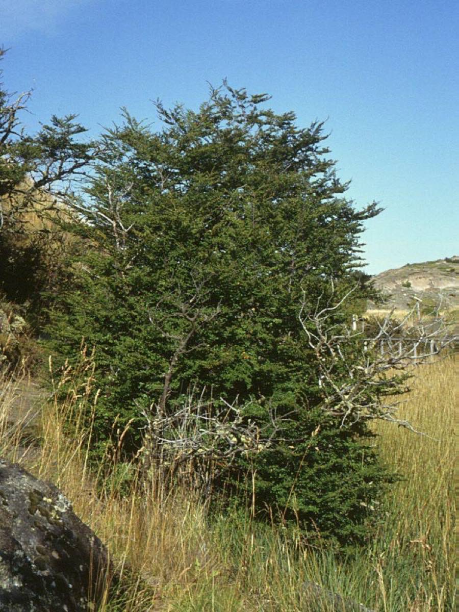 Ñire · Nothofagus antarctica