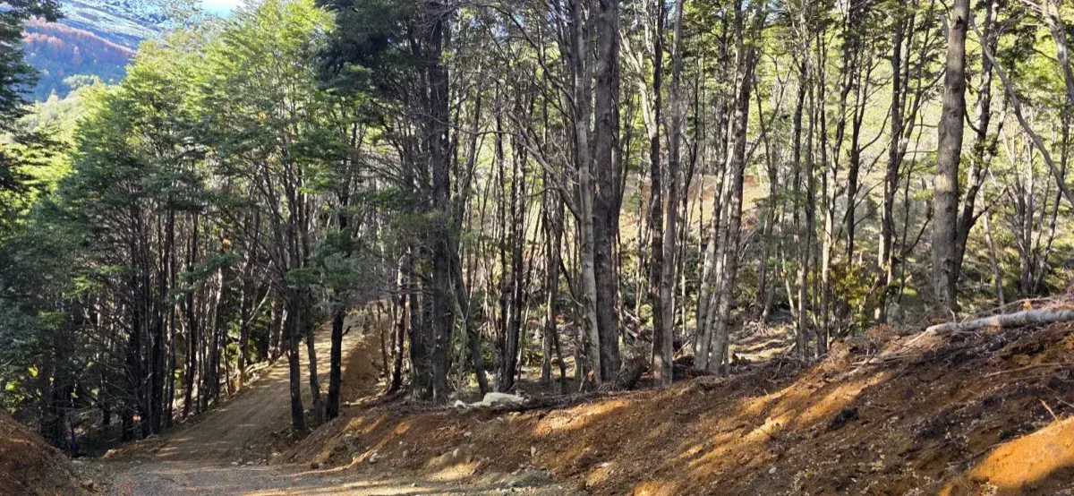 Fotografía del Parque Murta · Bosque